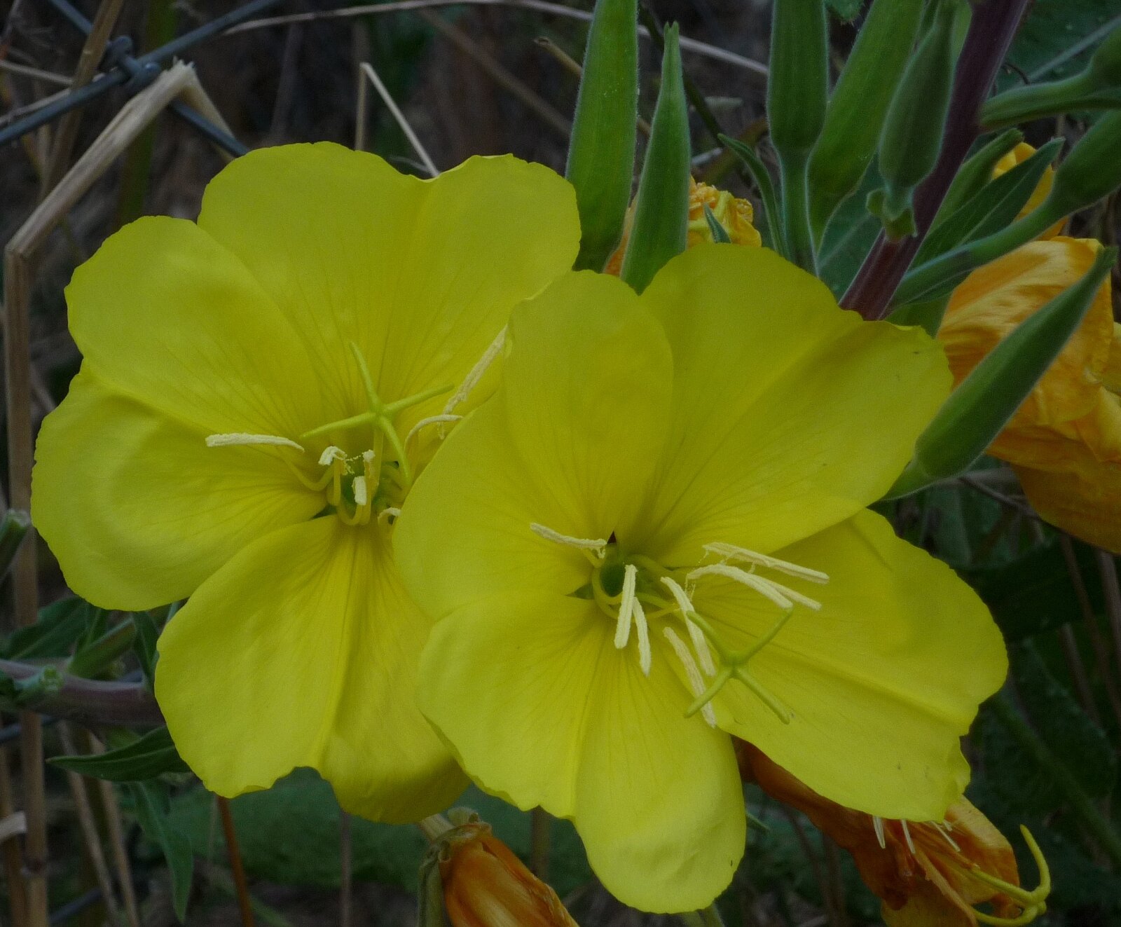 High Resolution Oenothera elata Flower